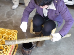 枝漆掻きの体験